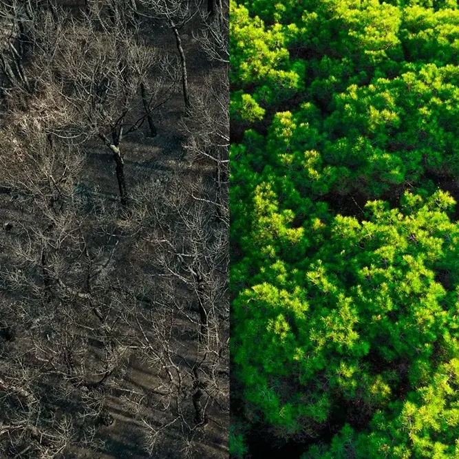 Foresta per metà rigogliosa e per metà bruciata