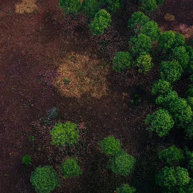 Alberi e terra fotografati dall'alto